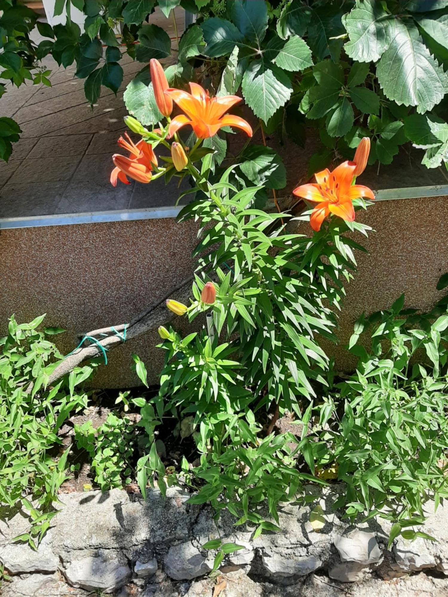 Apartmani Marija Повляна Номер фото
